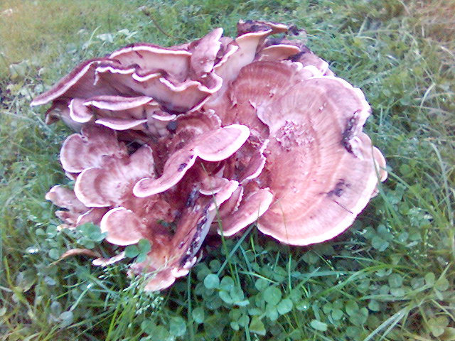 schwammerl gro� volksgarten pilz 