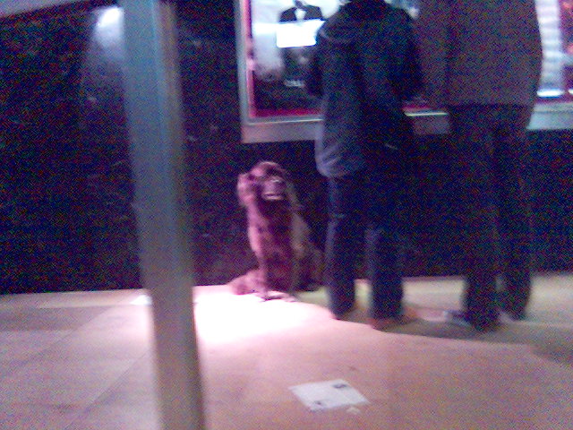 hund hund kino 