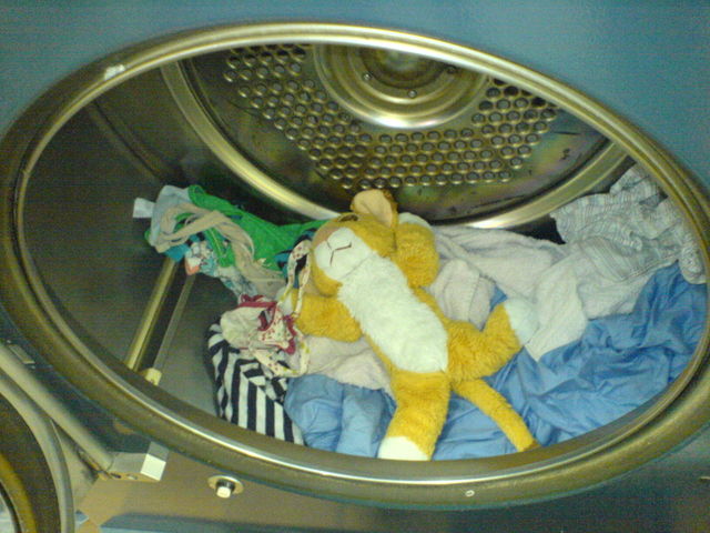 l�wentrocknung grausam l�we w�sche trockner 