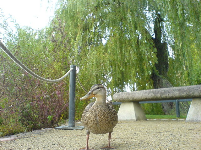 entendame ente vogelmann schwerin 