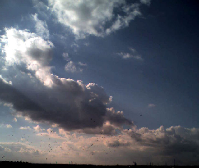 raben am himmel raben schwarm himmel natur porz sonne wolken v�gel 