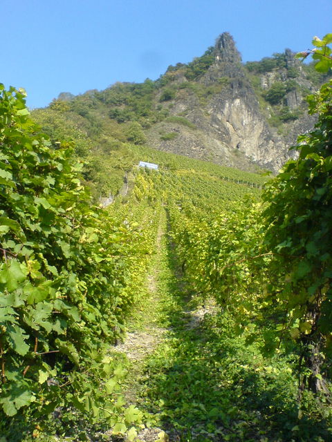 wein weinberg wein 