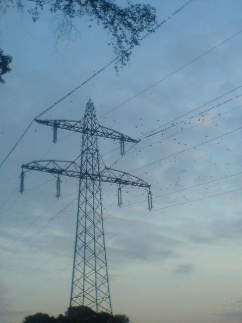 Zwischenstop nach Afrika zugv�gel zwischenstop vogelmann v�gel 