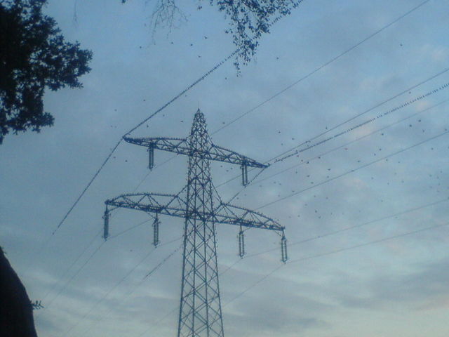 Zwischenstop nach Afrika 2 vogelmann v�gel zwischenstop zugv�gel 