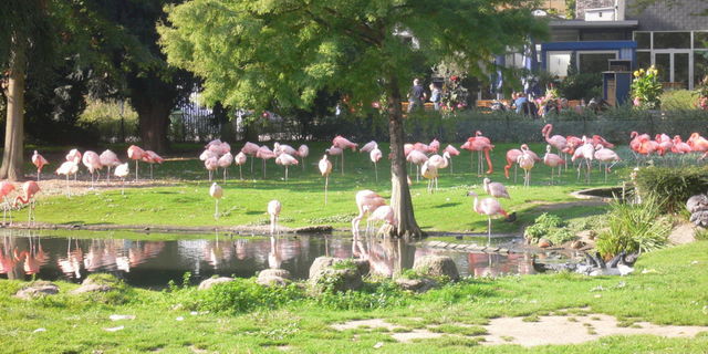 klns florida flamingo tiere zoo 