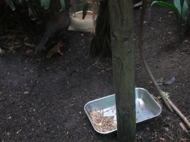 dschungelcamp-dinner maden wrmer essen tiere zoo 