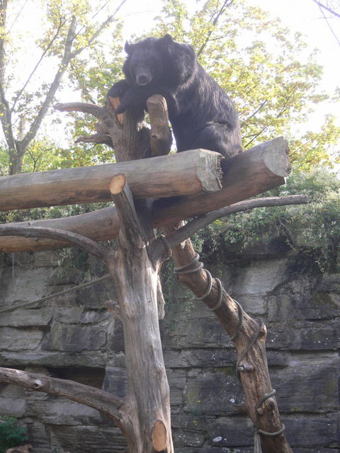 h�hepunkt zoo b�r 