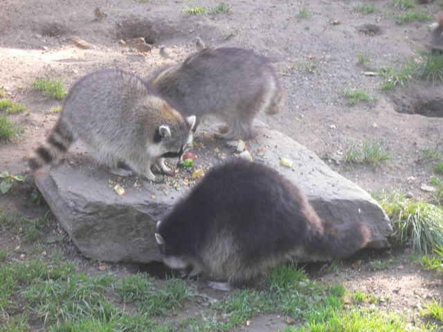 ich bin fr waschbrbuche! waschbren tiere zoo 