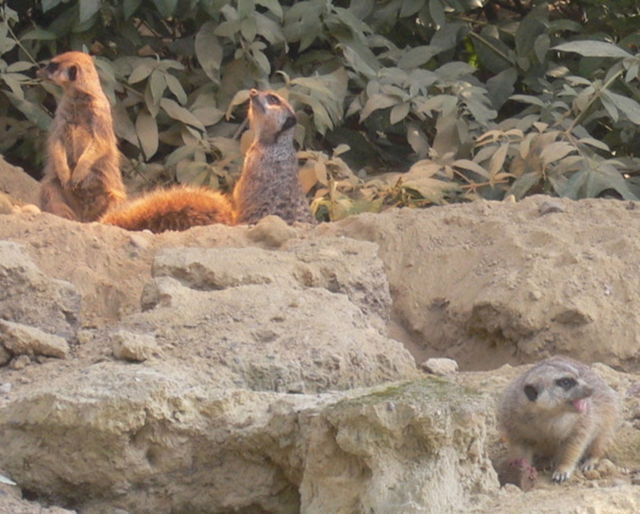 sensation erdmnnchen tiere zoo 