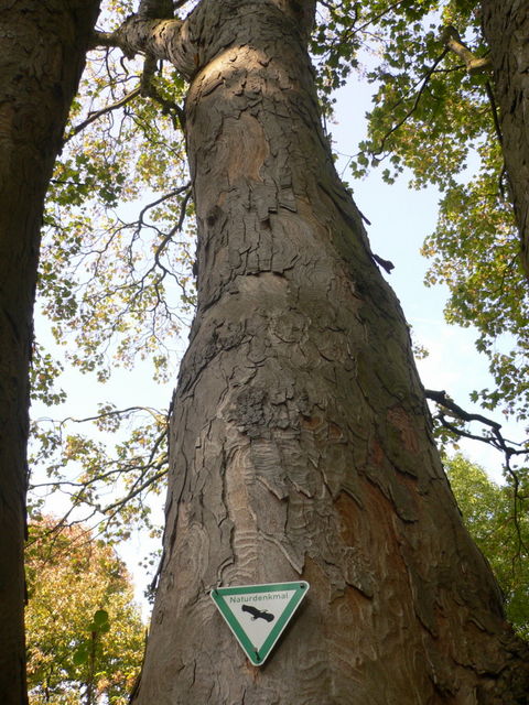 denkmal stamm baum denkmal 