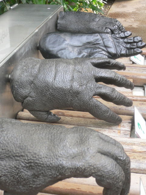 handlung h�nde affe hand zoo 