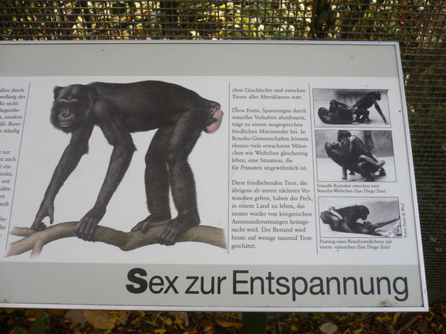 relax-sex affe sex zoo entspannung 