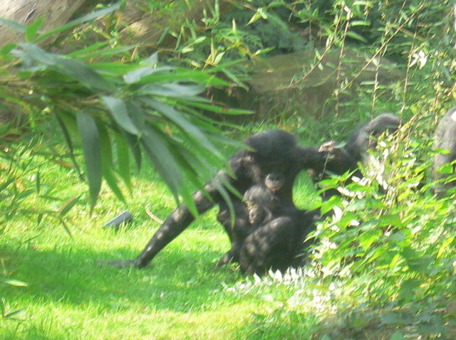 unsere allernchsten verwandten verwandte tiere zoo affen 