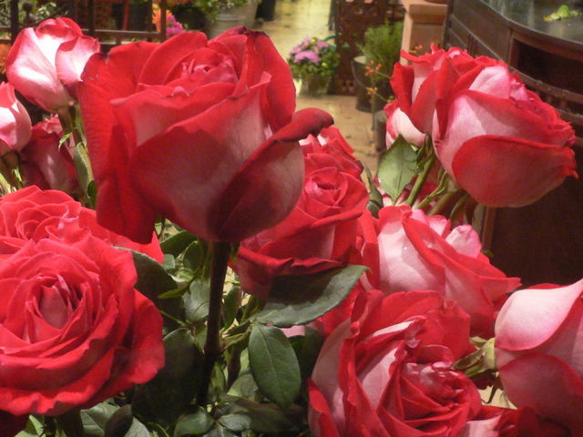 riesenrosen rosen gro� blumen rose 