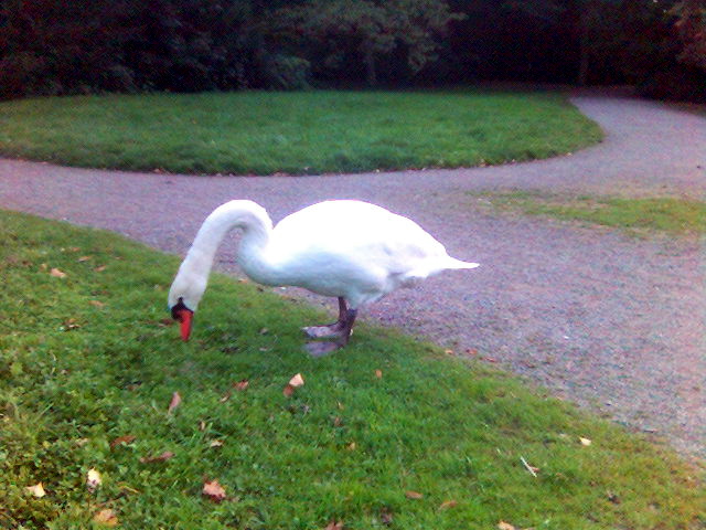 Schwanenzeit schwan stadtwald kln 