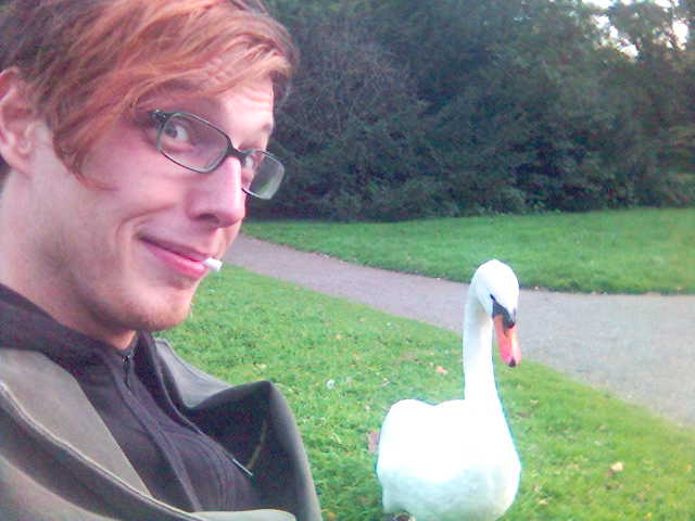 Schwan gehabt tier vogel wiese knuddel schwan stadtwald 