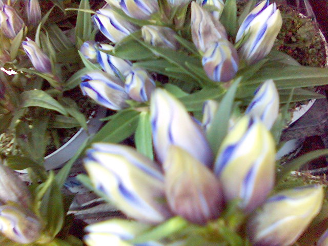 blau, blau, blau blht der enzian blhen knospe blau blume pflanze blte 