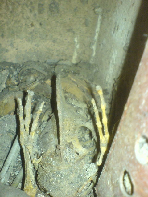 verendet l�ftungsschacht tod vogel tot 