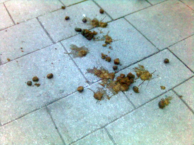 Smog vs. Pferde�pfel pferde�pfel �sterreich salzburg 