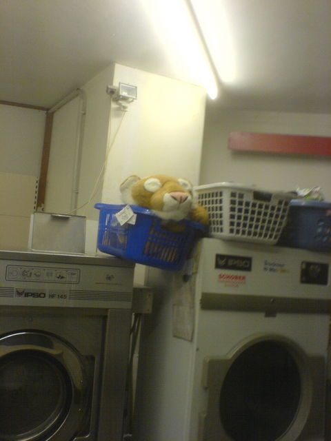l�wenw�sche? waschmaschine l�we w�sche 