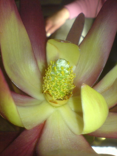 naturwunder blume pflanze bl�te 