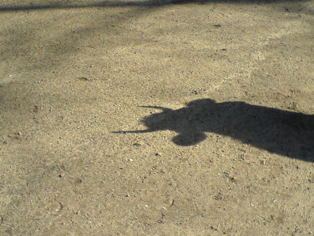 Er ist unter uns! 666 h�rner satan uns unter kuh teufel 