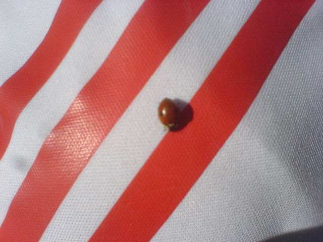 gl�cksbringer marienk�fer fc trikot 