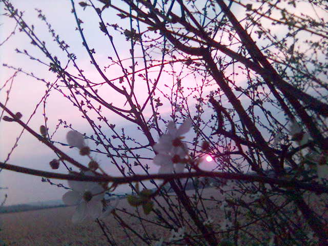 Frhling bluete busch blume himmel natur sonne sonnenuntergang feld fruehling 