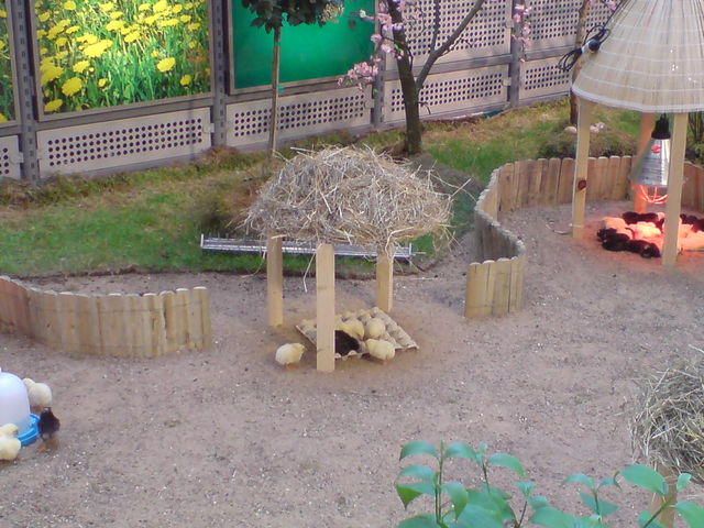 Süüüße Küüken... kücken spielen süß eier 
