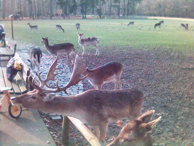 Ein stolzer Hirsch hirsch park reh tier wild lindenthal tierpark 