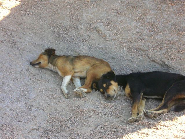 hundemde hunde schatten faul gypten 