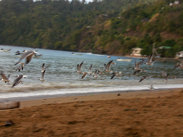 die vgel charlotteville vgel tobago 