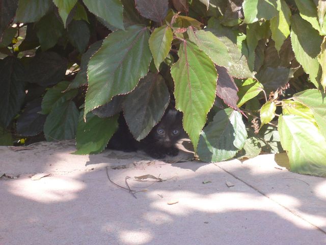 suchbild katze �gypten 