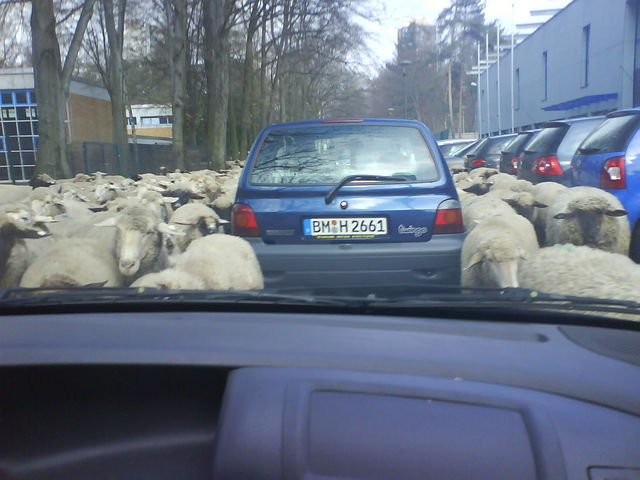 schafalarm auto k�ln schafe 