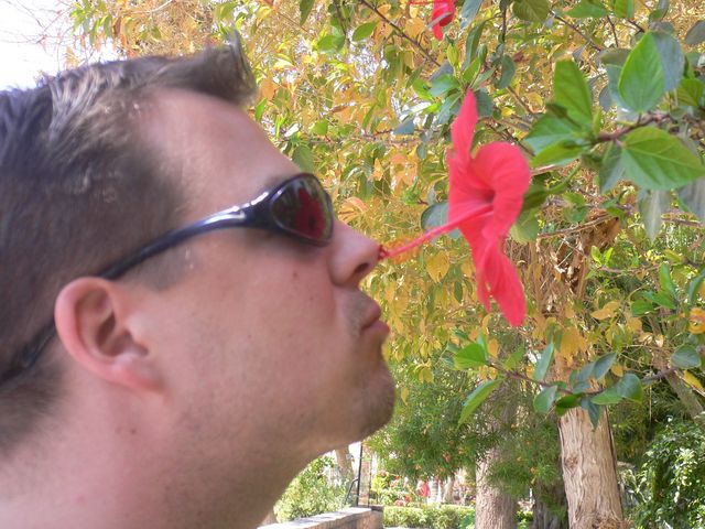 hibis-kuss blume p�nzli nase bl�te hibiskus �gypten 