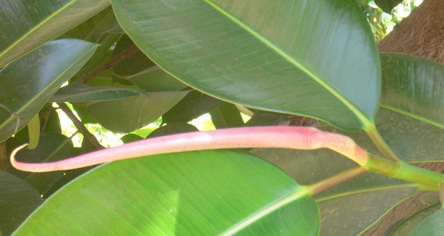 ringelschw�nzchen botanik pflanze pimmel �gypten 