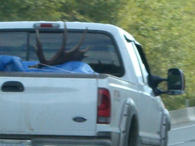  geweih hirsch pick up ladefl�che 