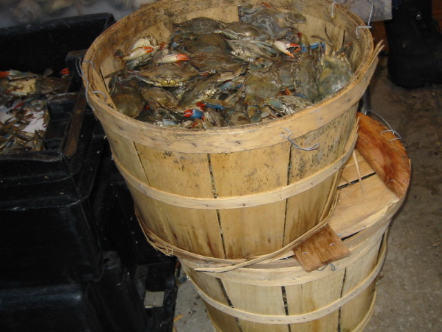 lebende Krabben in china town amerika usa ny new_york 