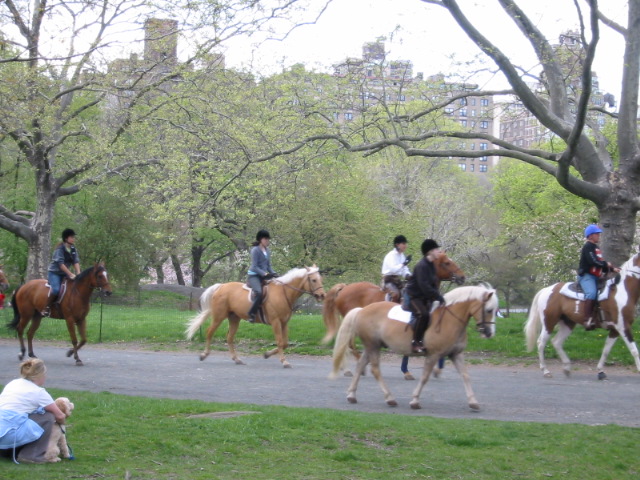 International Pony im Central Park central_park amerika usa ny new_york 
