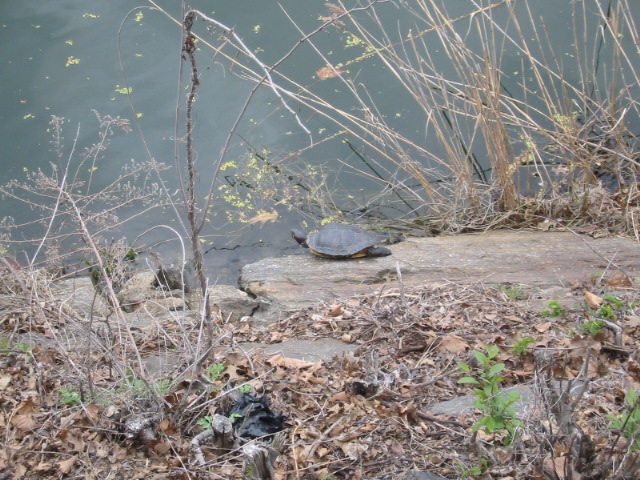 Flora und Fauna des Central Parks central teich park see wasser schildkrte usa new york 