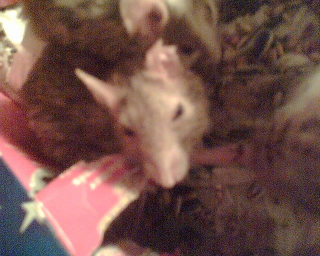  grimmig maus b�se k�fig 