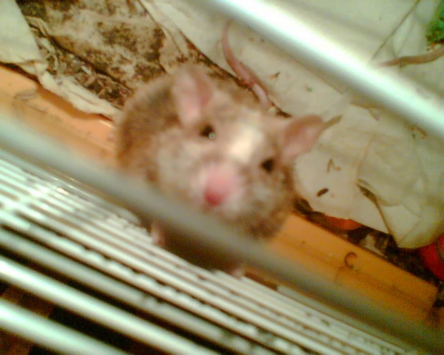  gitter maus aggro k�fig 