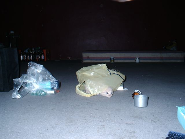  plastikbeutel katze katzenkinder riga raver egons 2004 
