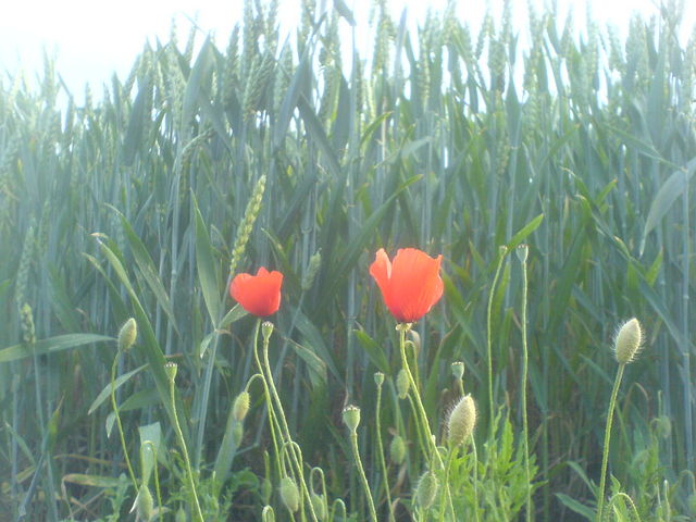stillleben mit mohn idyll grün rot mohn stillleben weizen 