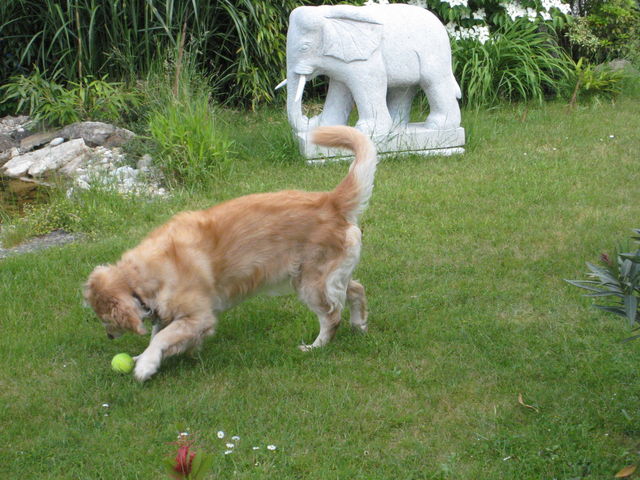 Garten. tennisball elefant hund rasen garten homburg saarland 