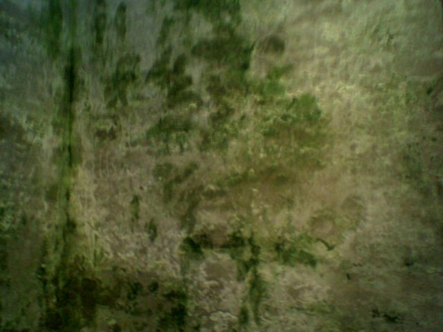 kultverfall judenviertel mikwe moder gr�n wand rathaus moos bad 