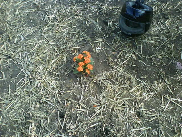 pflanze k�thchen blume pflanze orange helm hurricane hurricane2007 