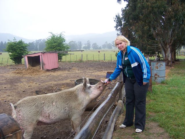 Bier zieht immer (und bei jedem) australien bier schwein 