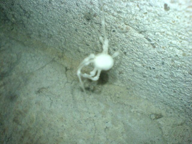 albinospinne albino spinne mikwe 