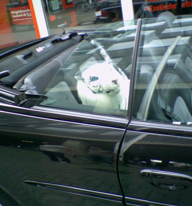 siegfried und roy unterwegs pl�schtier r�ckbank auto tiger cabrio csd07 